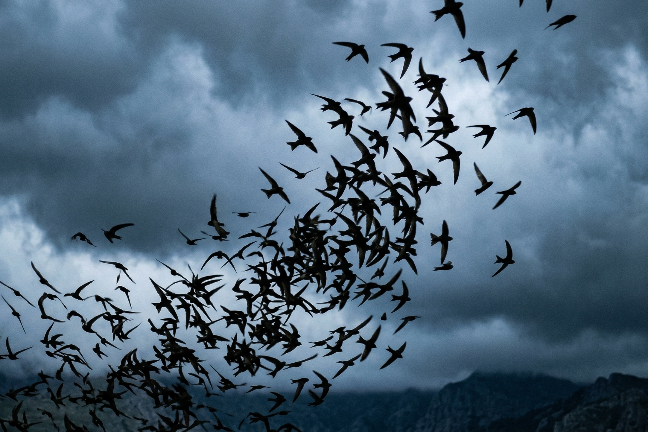 Vögelschwarm im dramatischen Himmel als Symbol für Freiheit